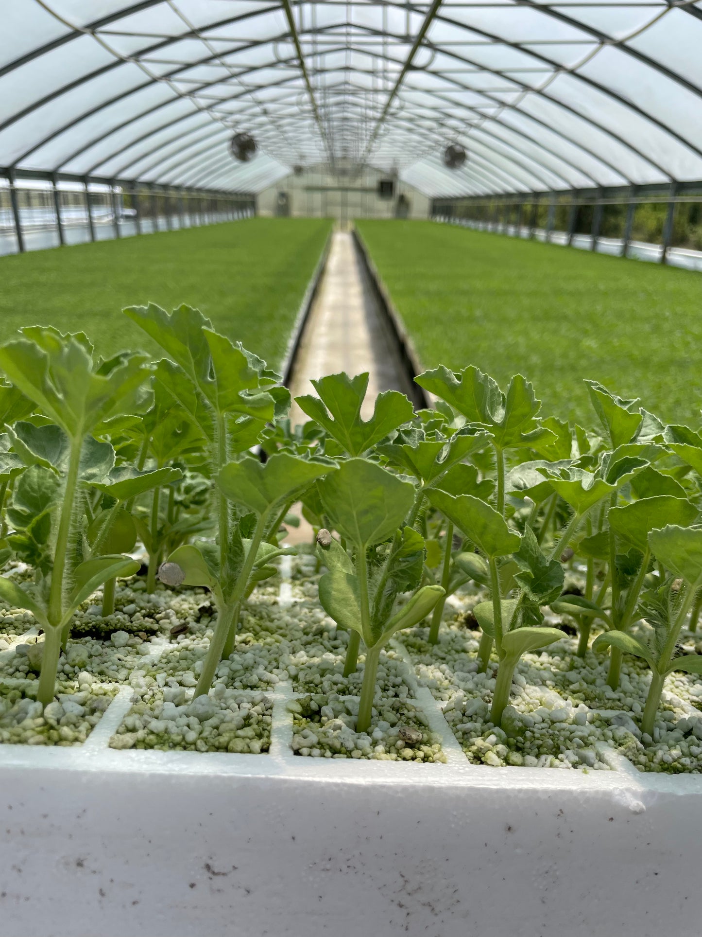 Sadie's Seed Starting Tray