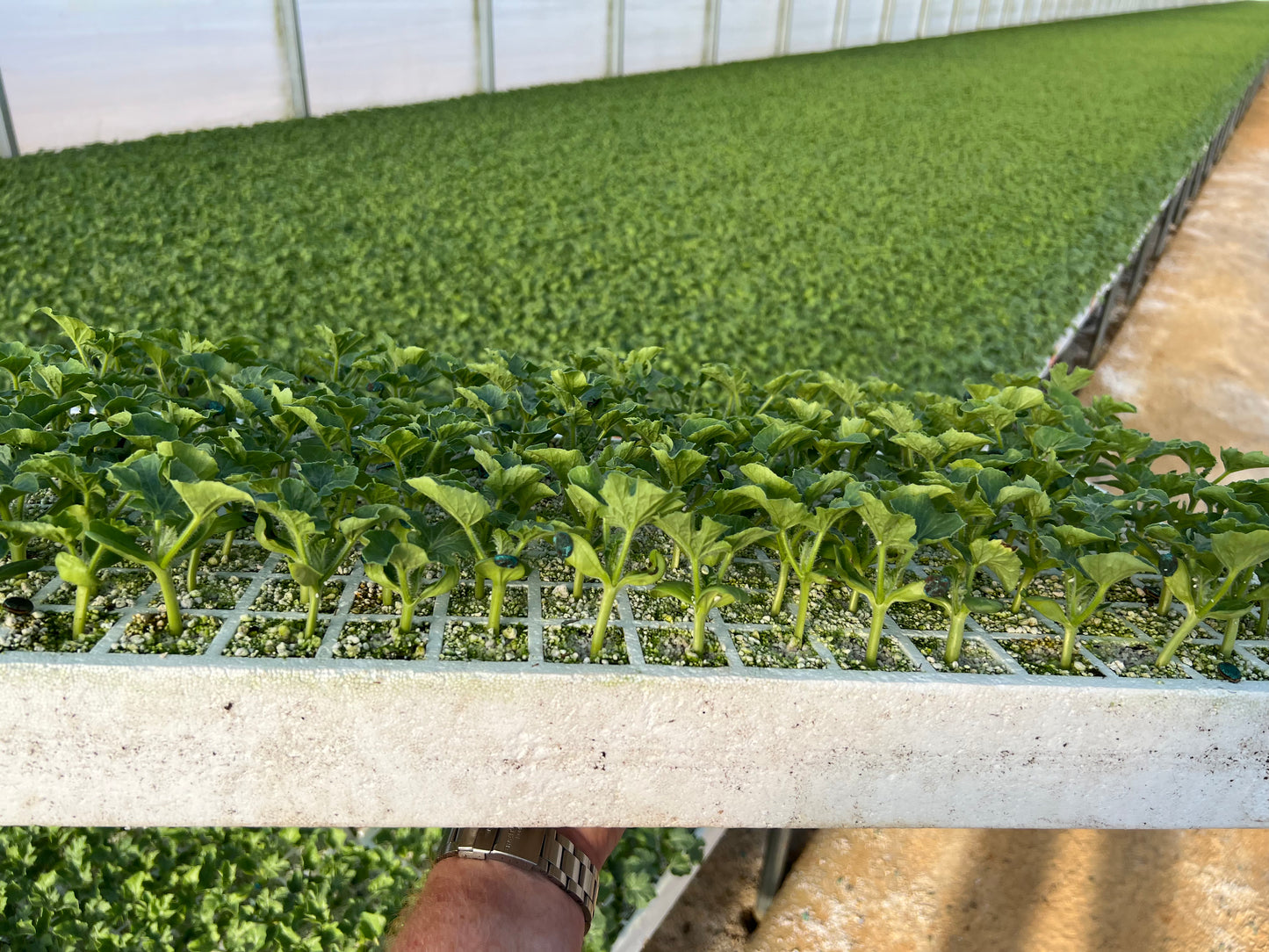 Sadie's Seed Starting Tray