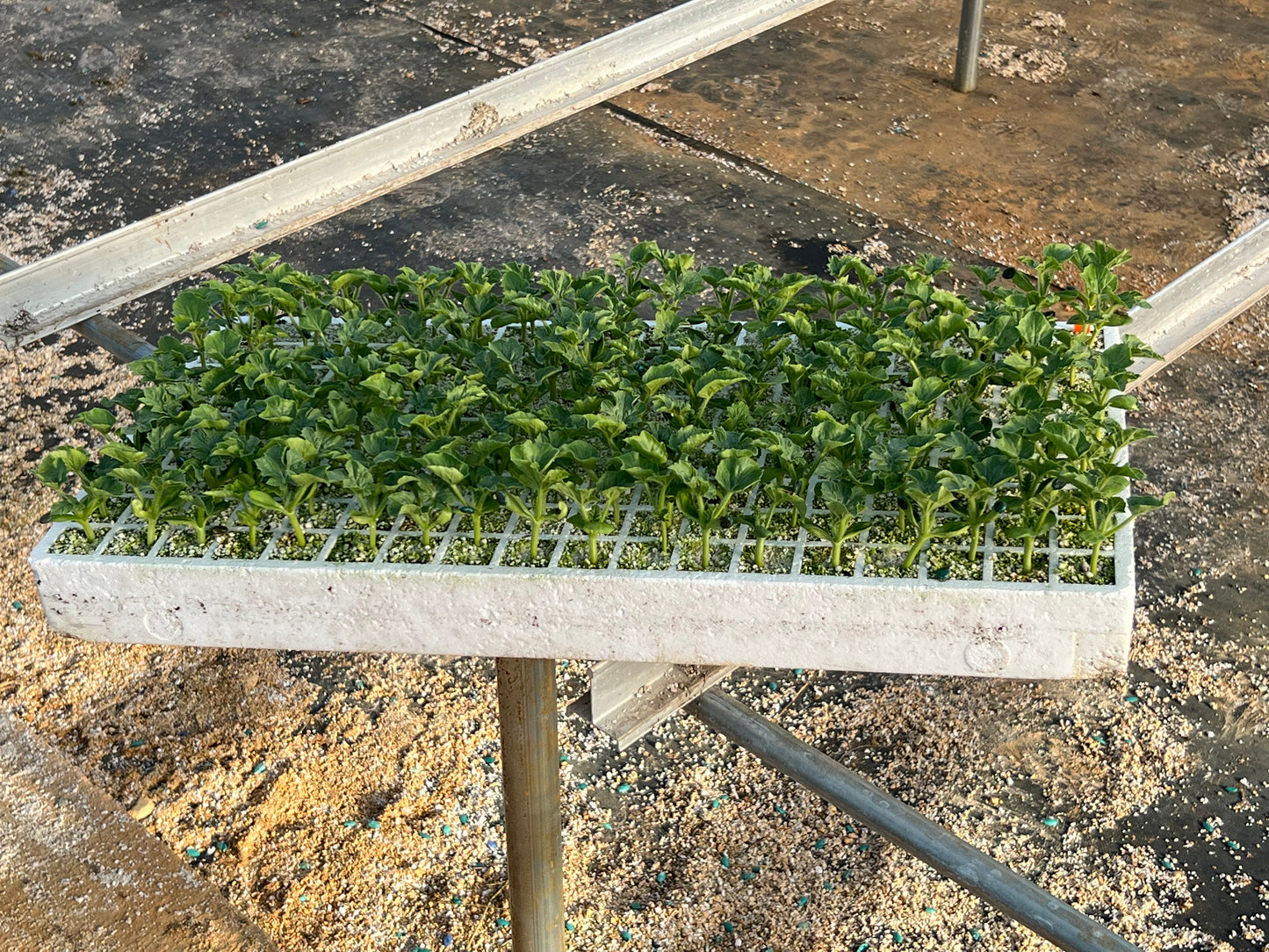 Sadie's Seed Starting Tray