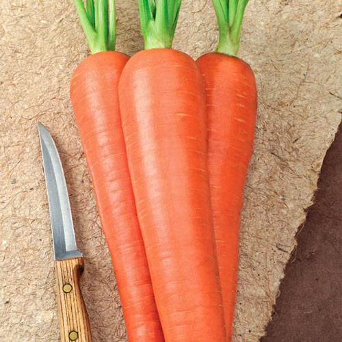 Envy Carrot