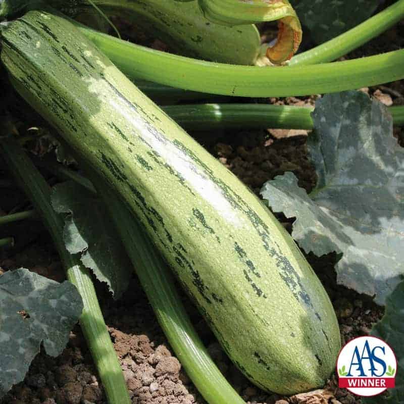 Sadie's Select Zucchini