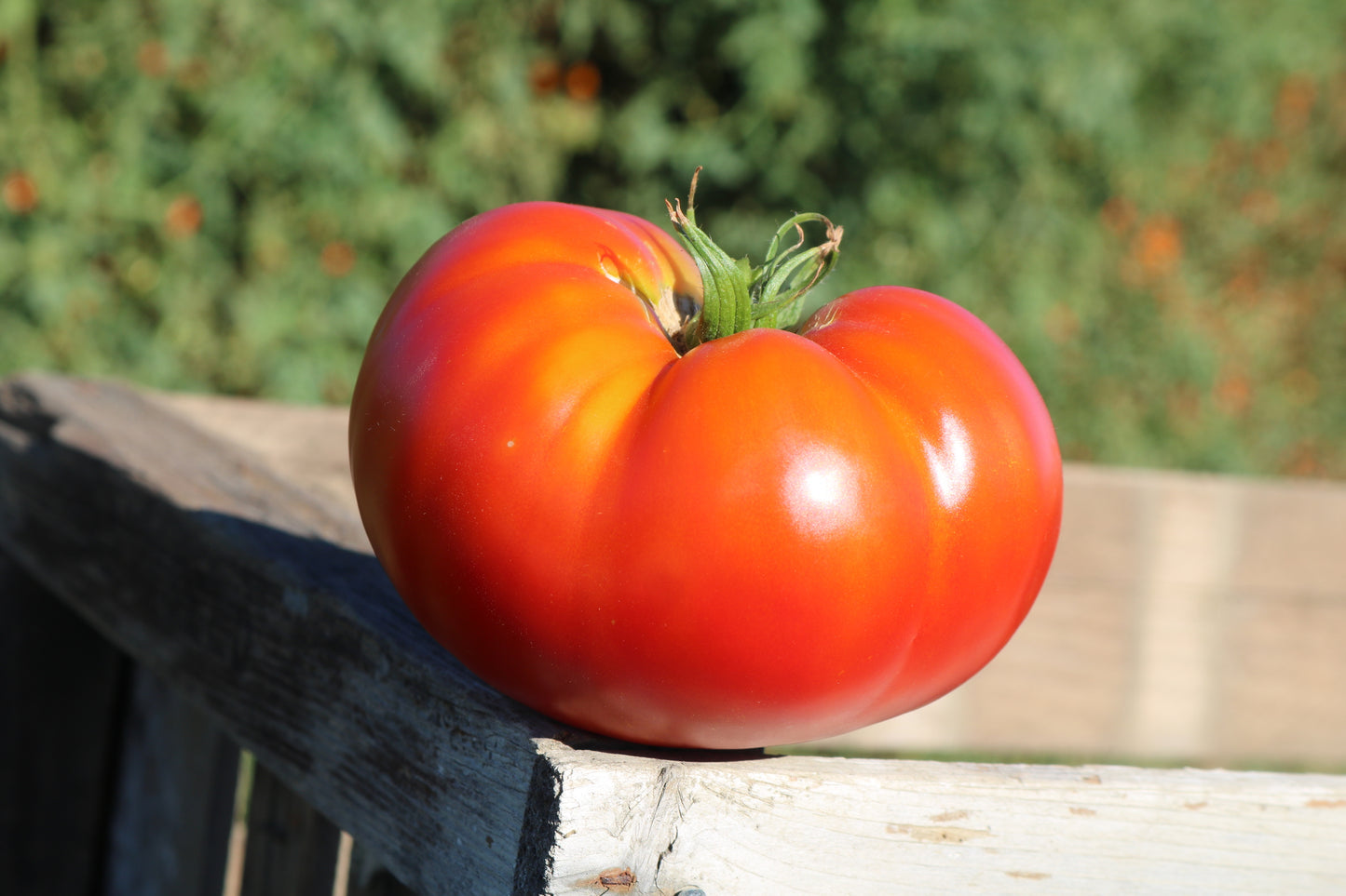 Better Boy Plus Tomato