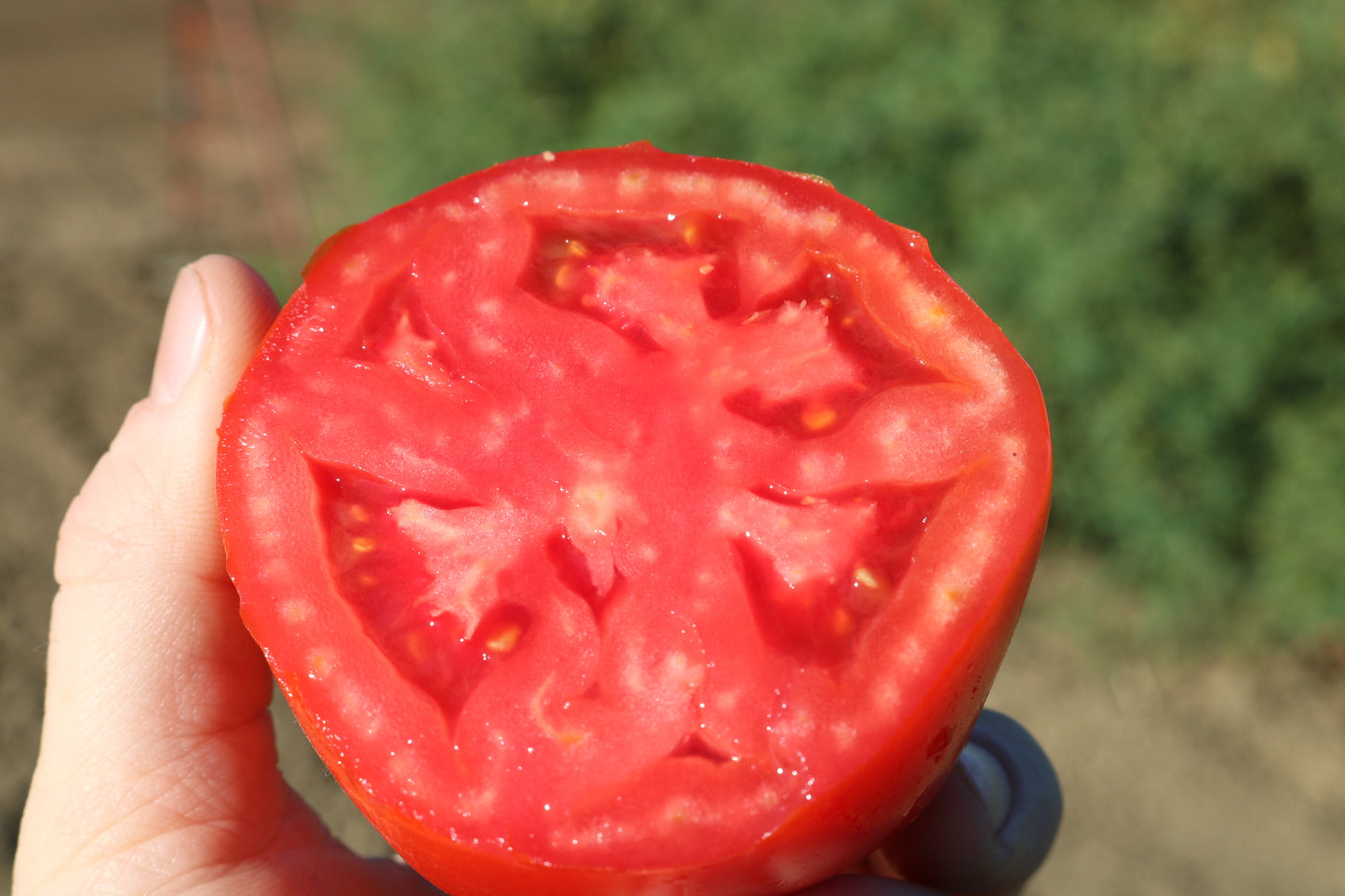 Big Beef Plus Tomato