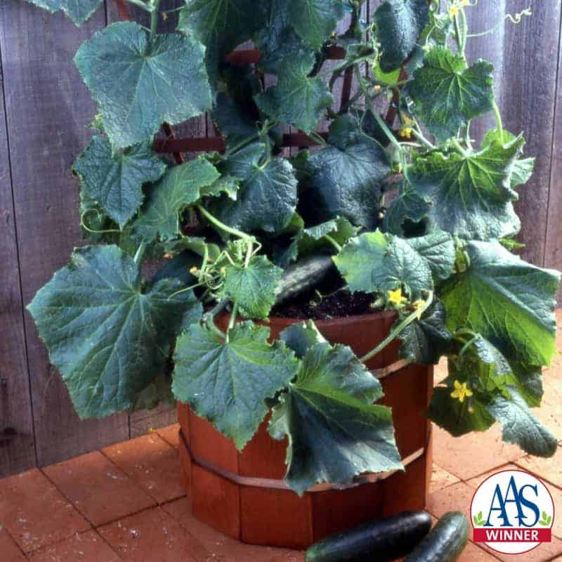 Salad Bush Cucumber