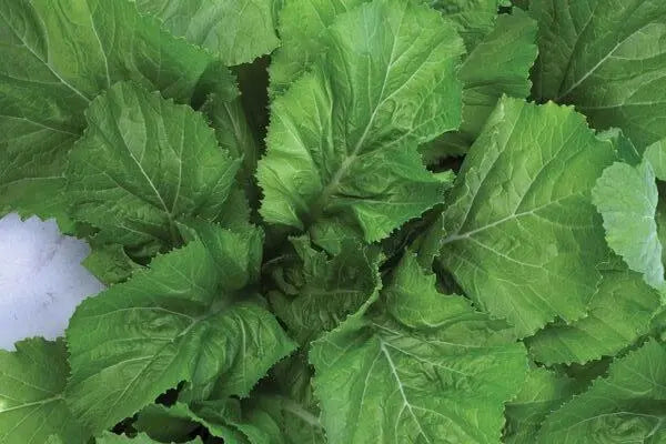 Florida Broadleaf Mustard Greens