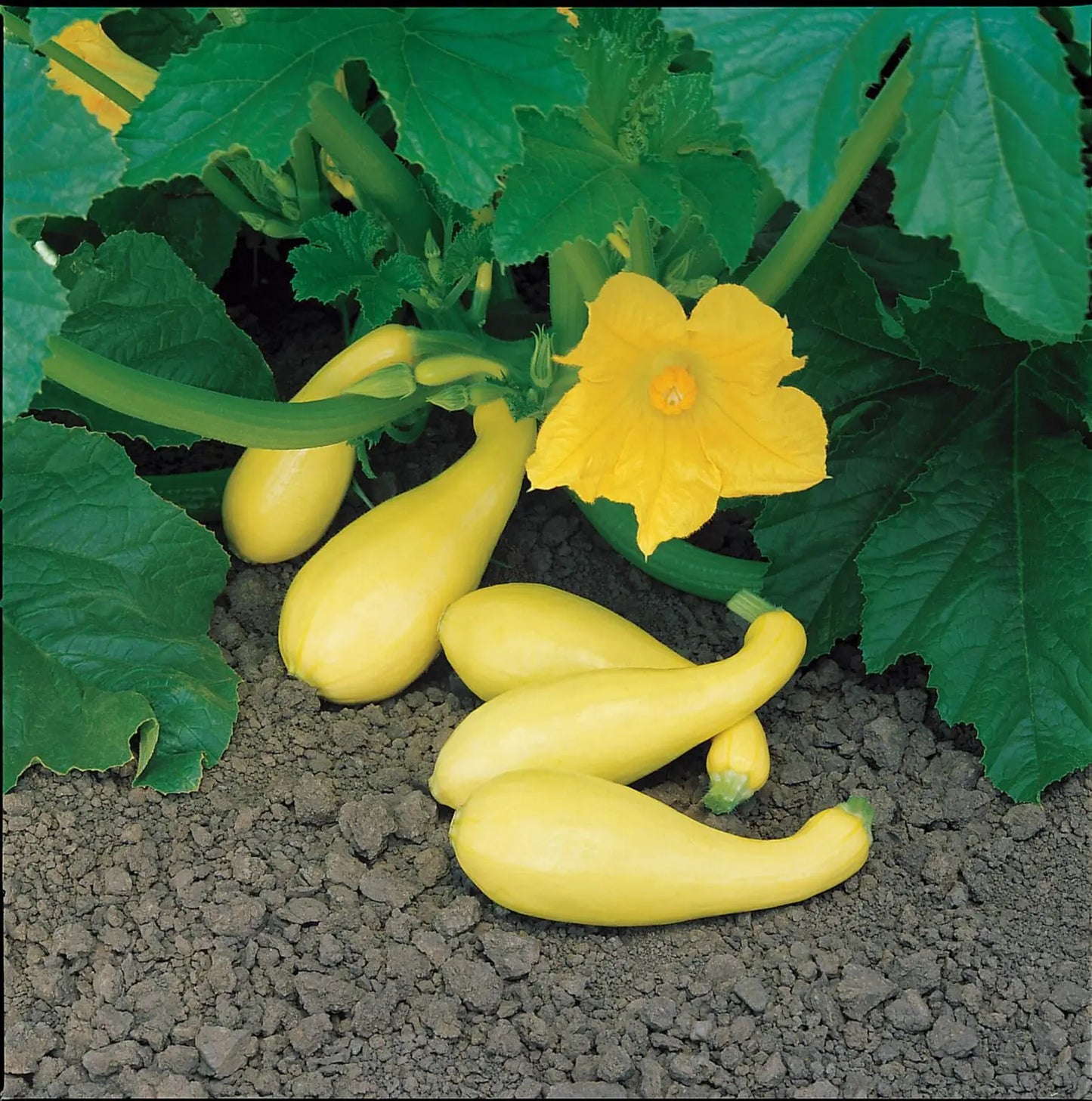 Gentry Squash