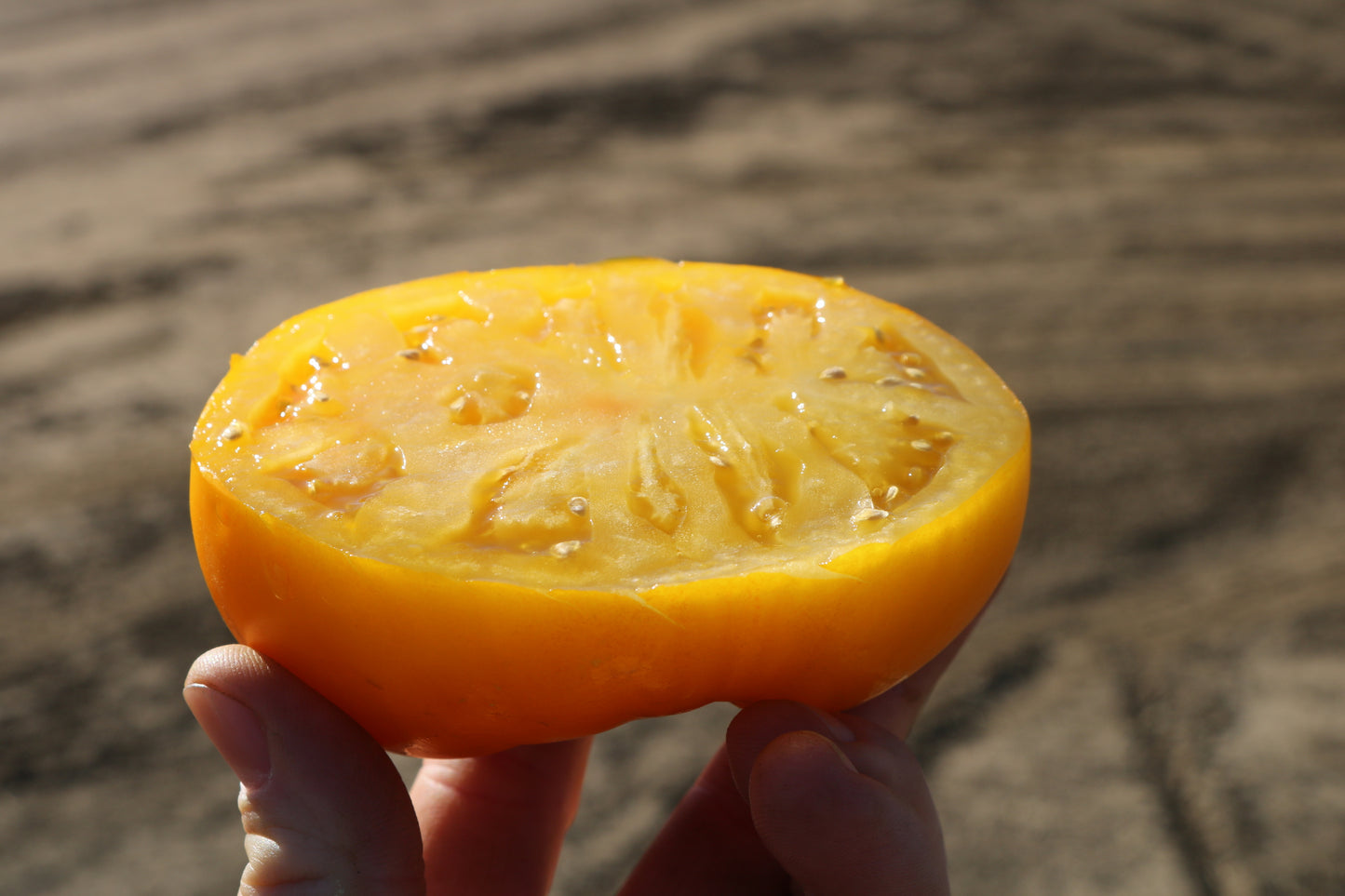 Lemon Boy Plus Tomato