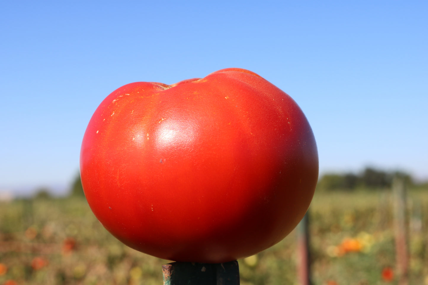 Celebrity Plus Tomato