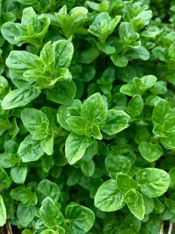 Oregano