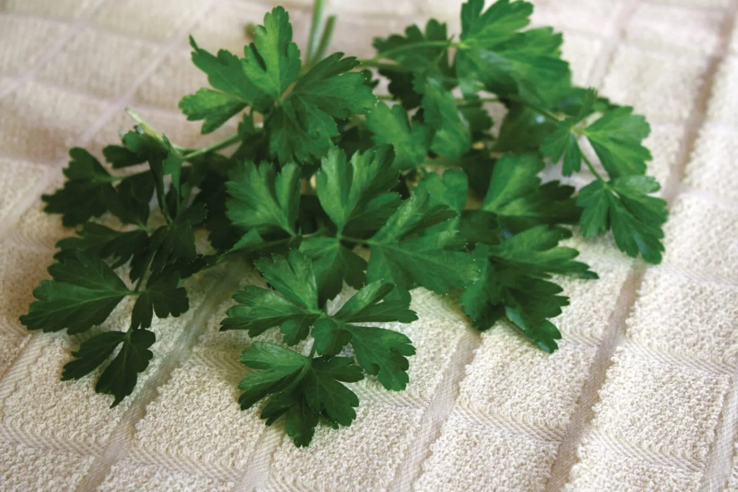 Dark Green Parsley