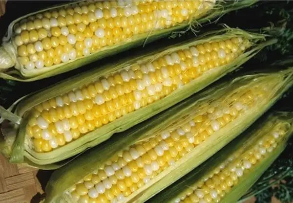 Peaches and Cream Bi-Color Sweet Corn