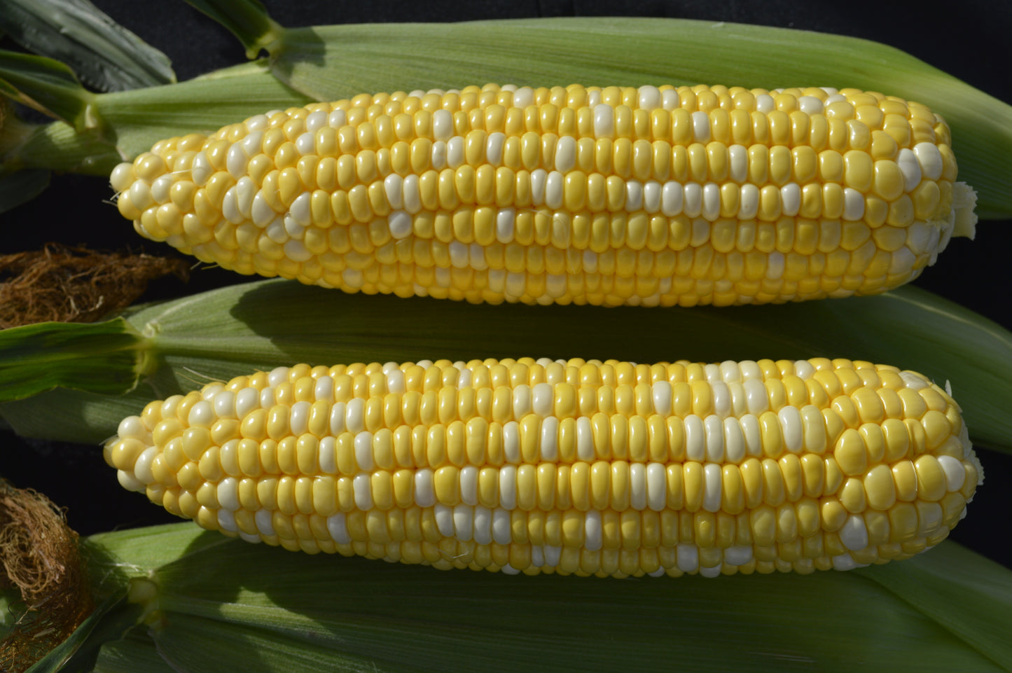 Obsession Bi-Color Sweet Corn