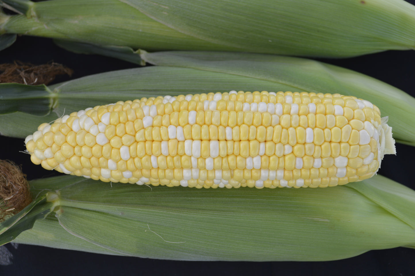 Obsession Bi-Color Sweet Corn