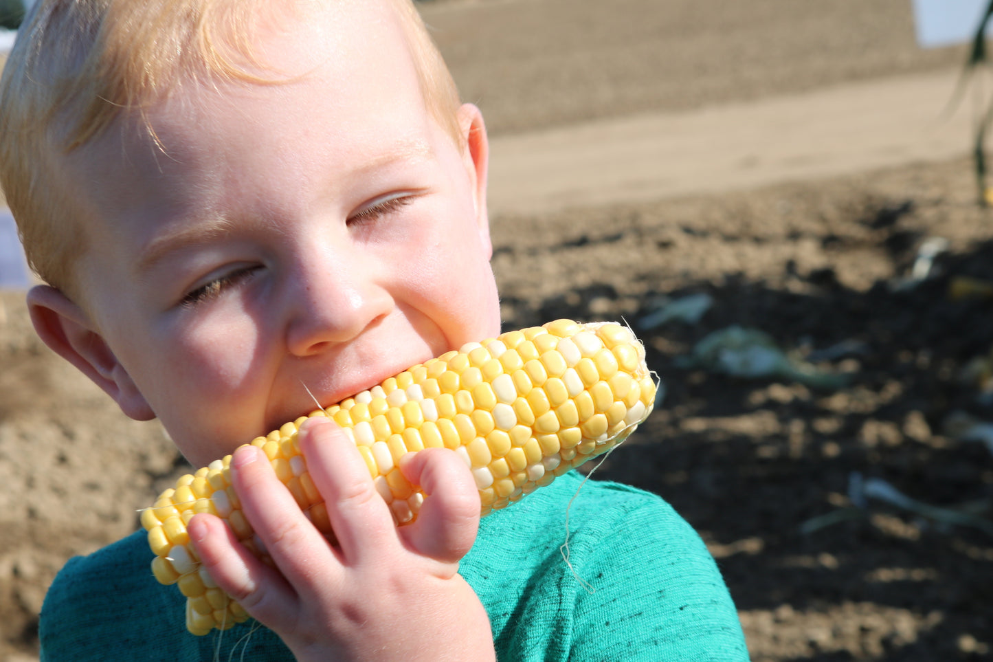 Obsession Bi-Color Sweet Corn