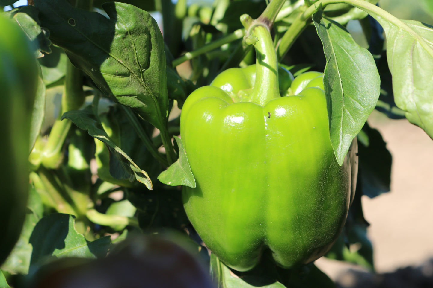 King Arthur Bell Pepper