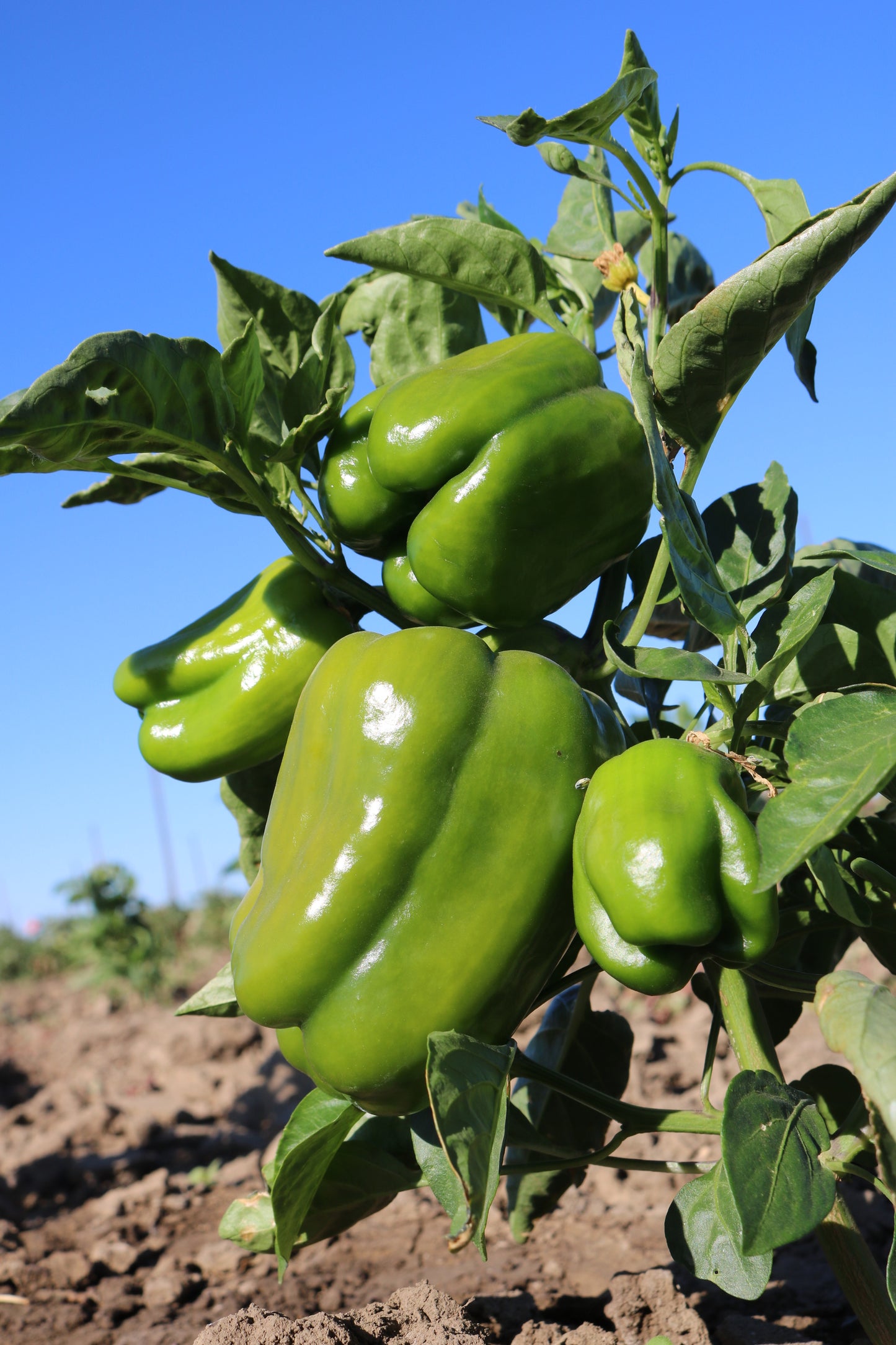 King Arthur Bell Pepper