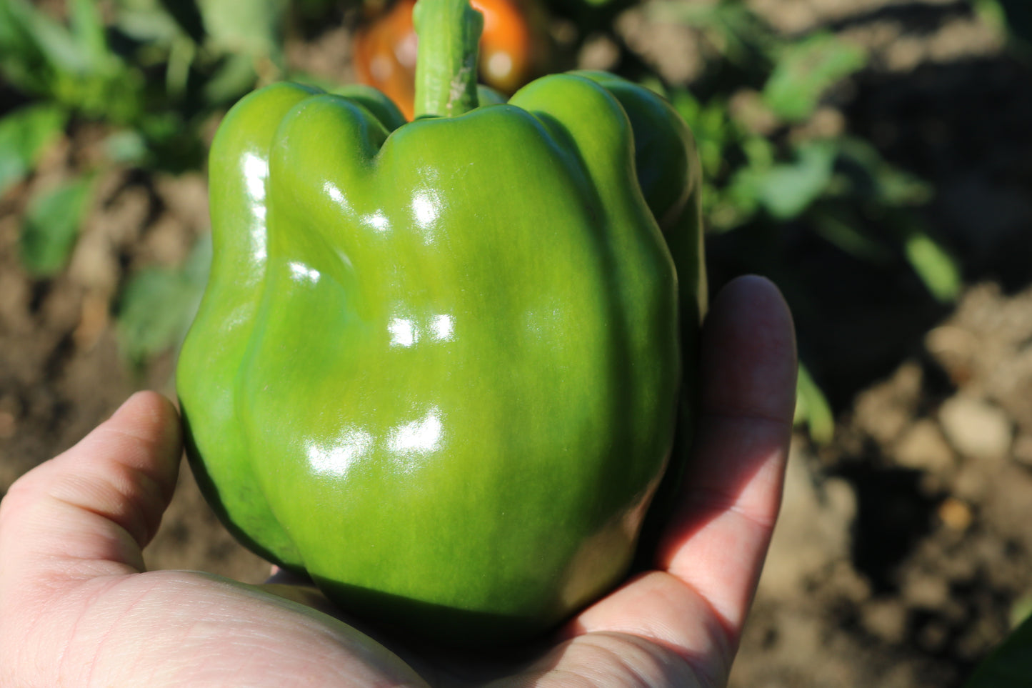 King Arthur Bell Pepper