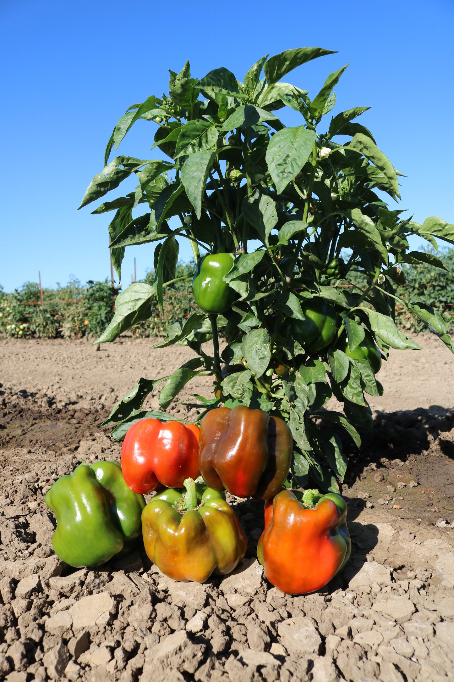 King Arthur Bell Pepper
