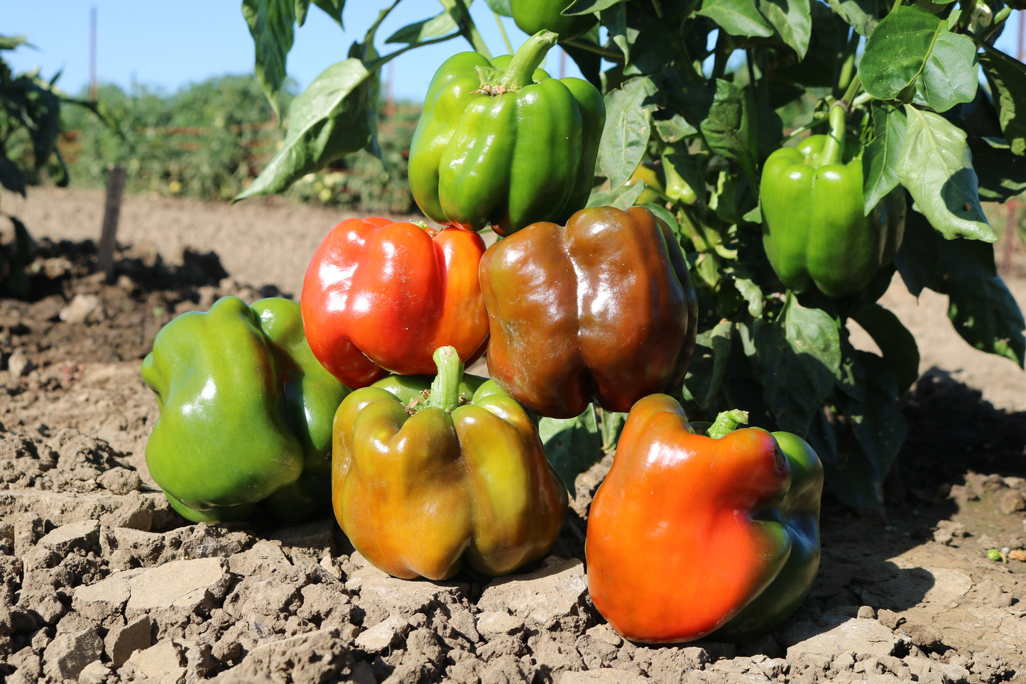 King Arthur Bell Pepper