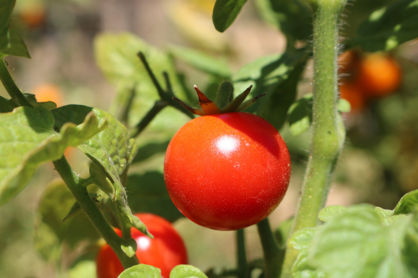 Husky Cherry Red Tomato