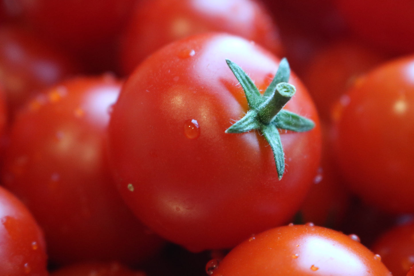 Husky Cherry Red Tomato