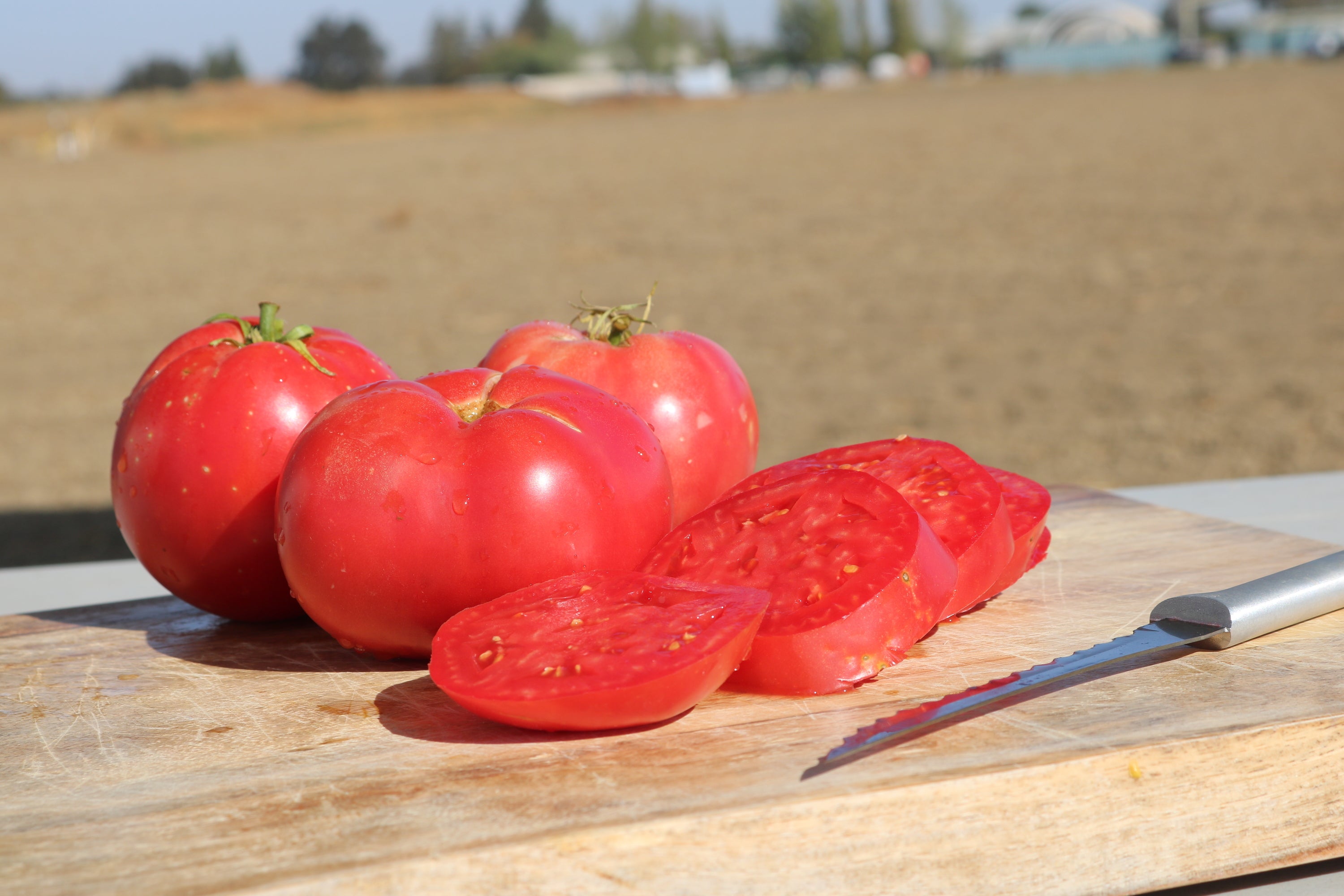 Pink Girl Tomato – Sadie's Supreme, Seed & Garden Supply Store