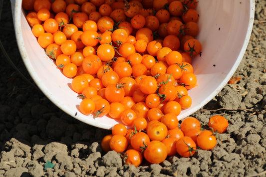 Sunsugar Tomato