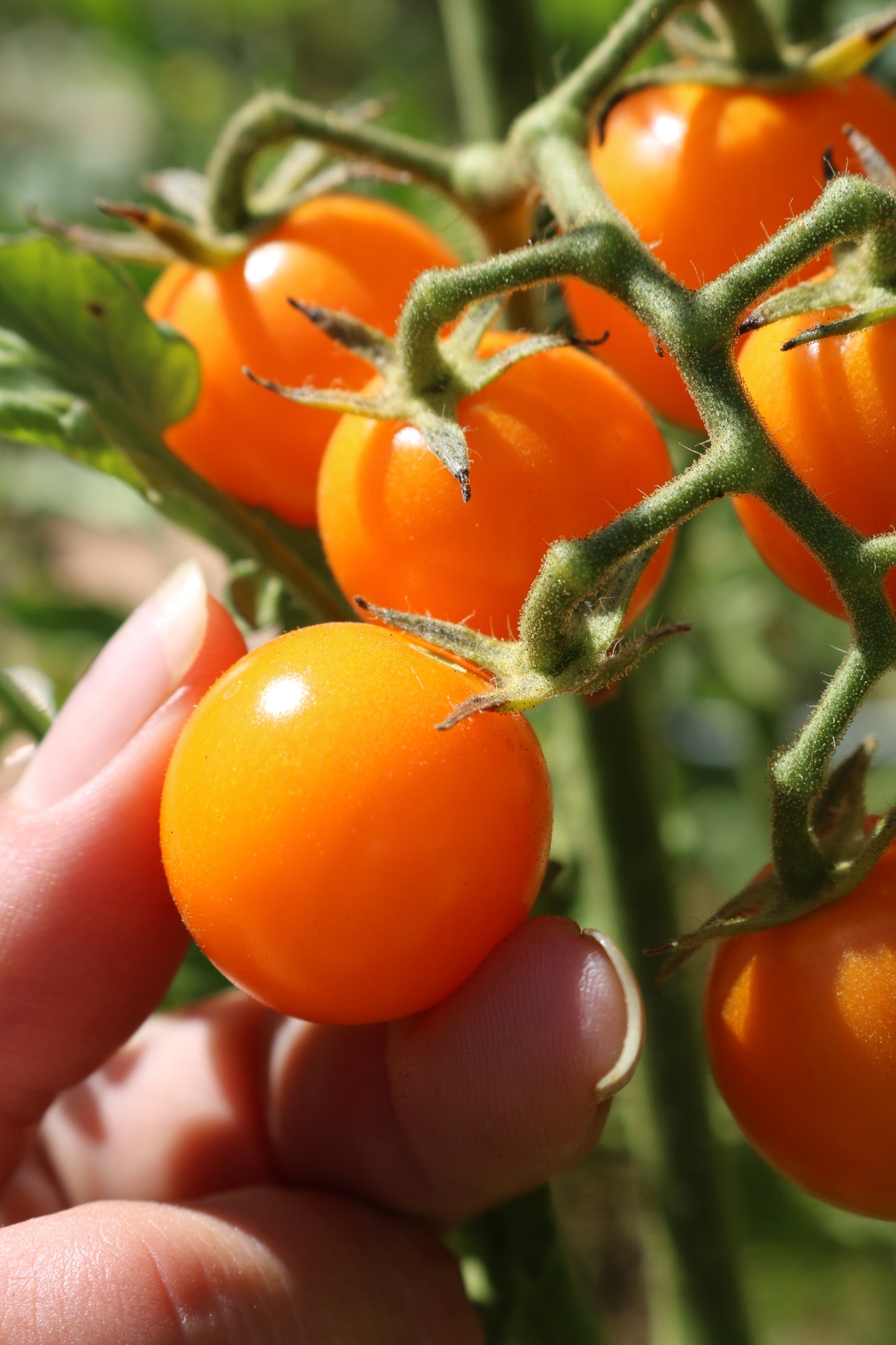Sunsugar Tomato