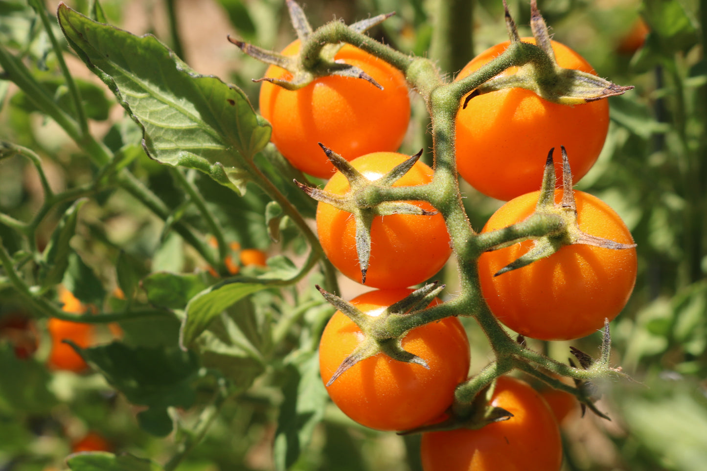 Sunsugar Tomato
