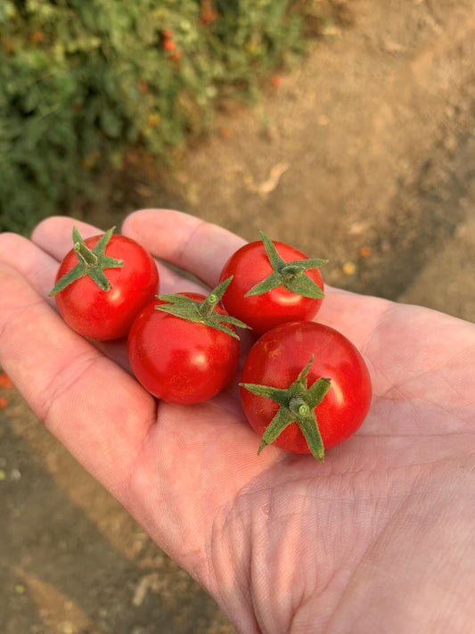 Unicorn Tomato