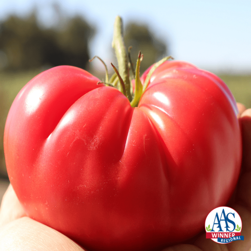 Pink Delicious Tomato