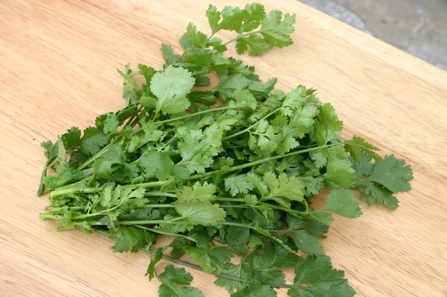 Santo Cilantro