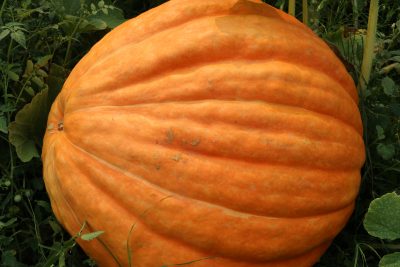 Prizewinner Pumpkin