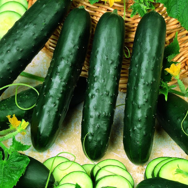 Burpless Supreme Cucumber