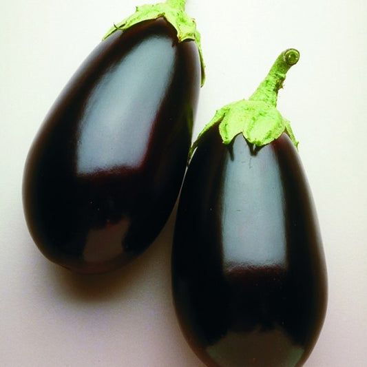 Night Shadow Eggplant