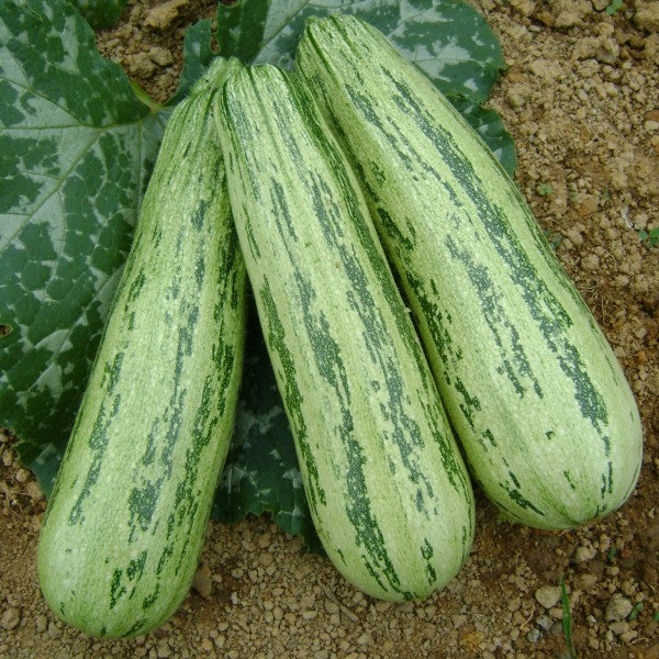 Sadie's Select Zucchini