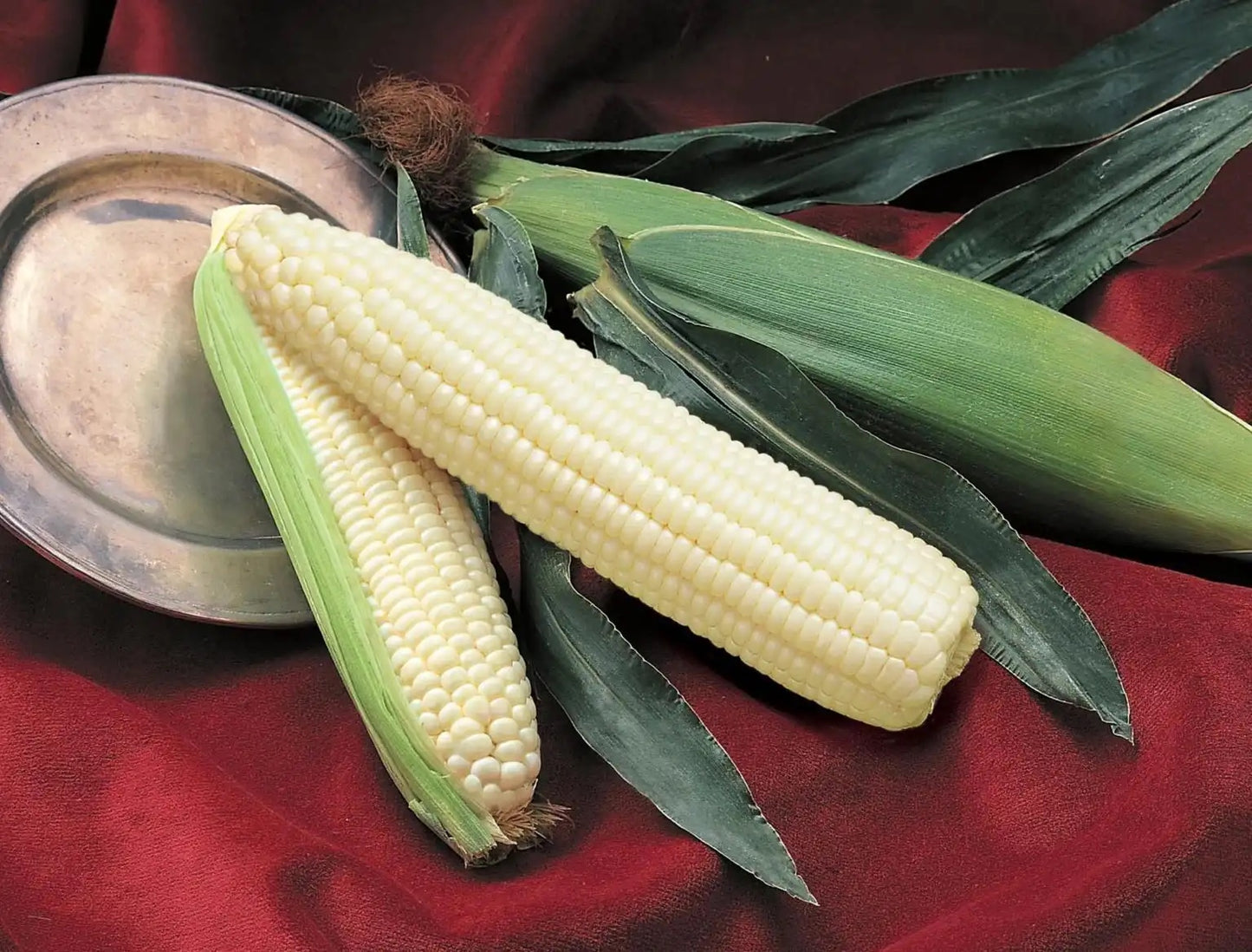 Silver Queen White Sweet Corn